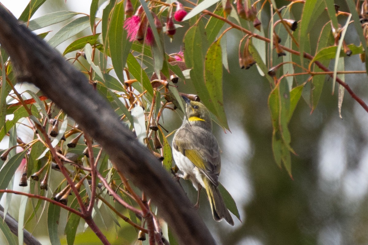 Méliphage orné - ML645364335