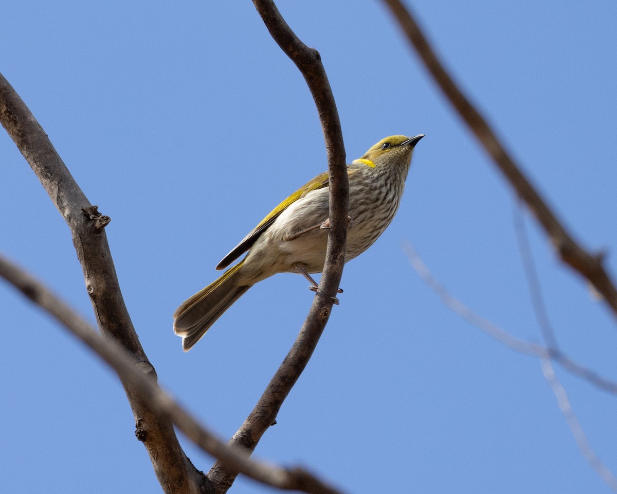 Méliphage orné - ML645364336