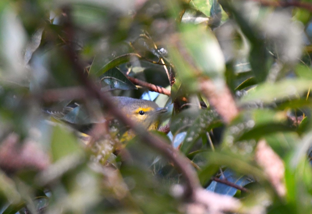 Tigerwaldsänger - ML645364338