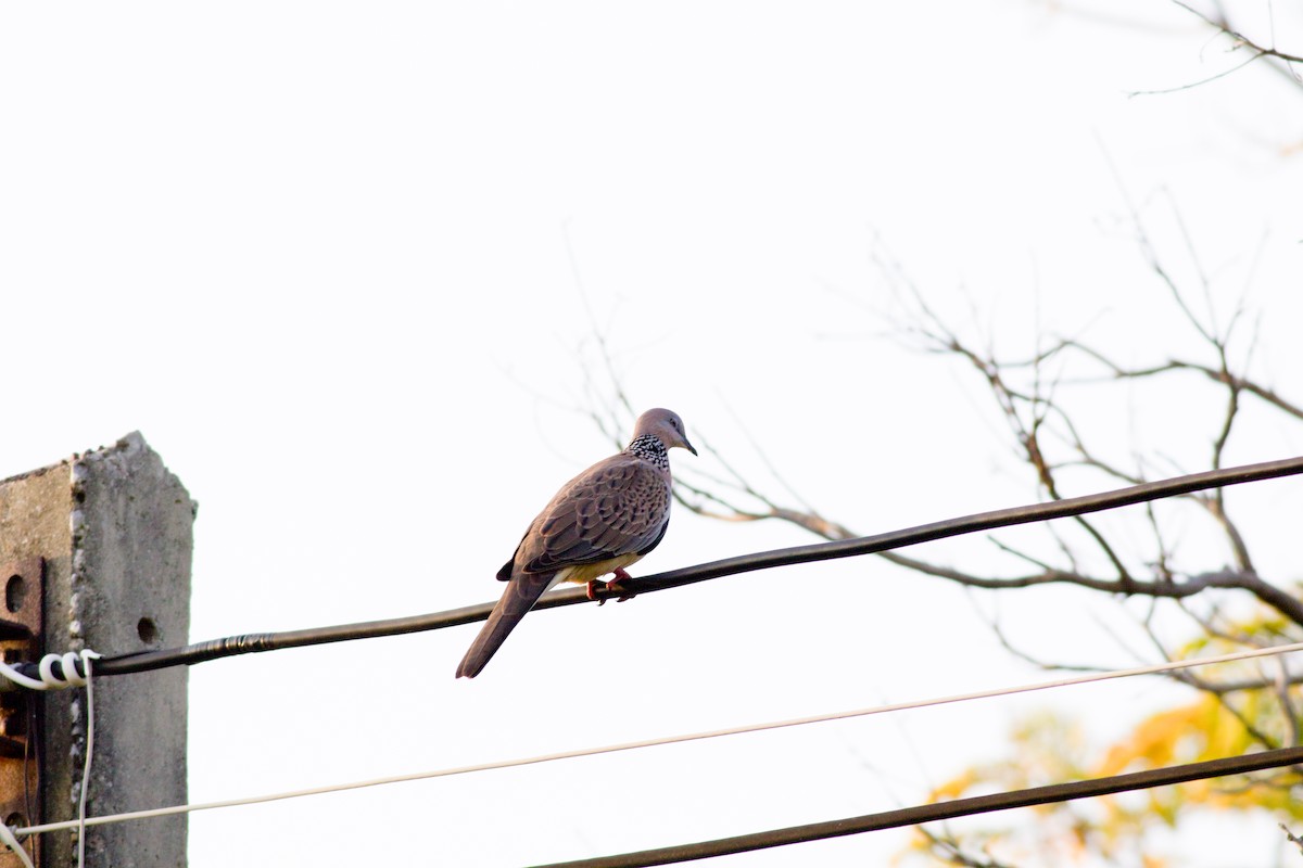 Perlhalstaube (chinensis/tigrina) - ML645364339