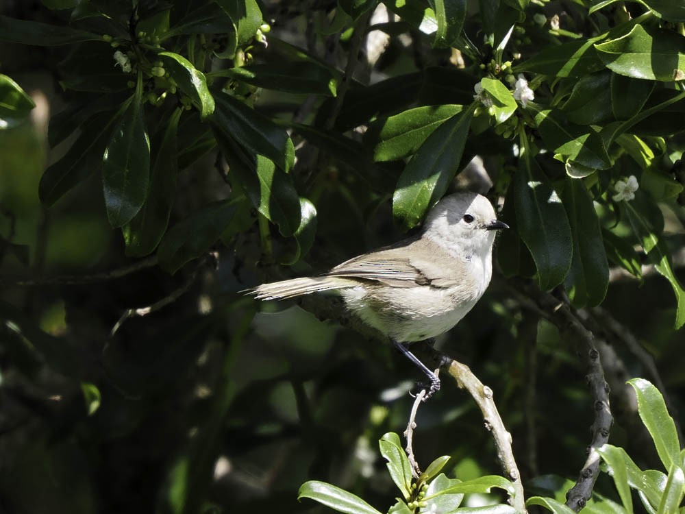 Weißköpfchen - ML645364340