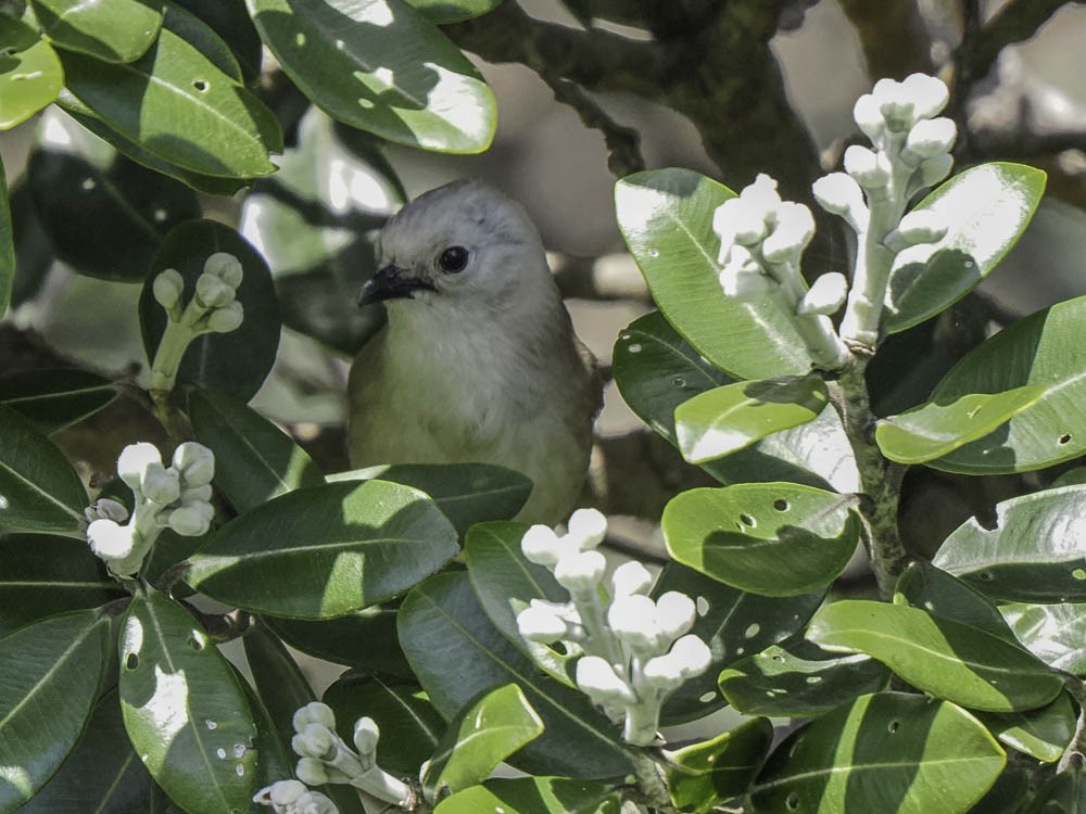 Weißköpfchen - ML645364341