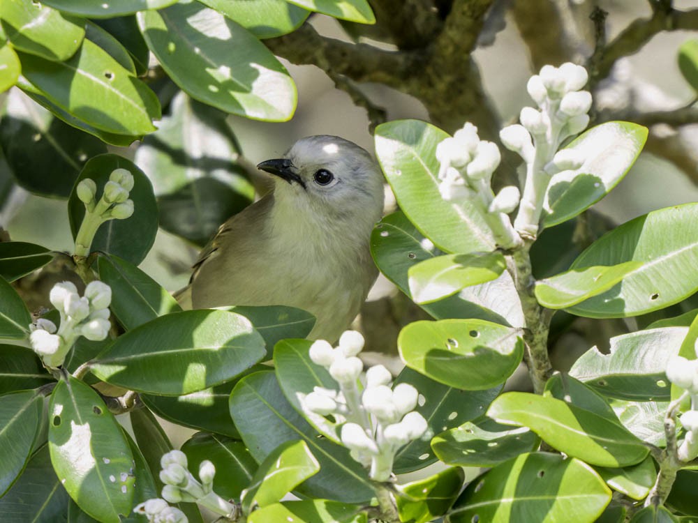 Weißköpfchen - ML645364342