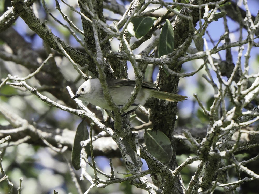 Weißköpfchen - ML645364343