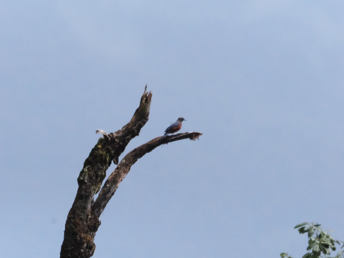 Kastanienbauchrötel - ML645364344