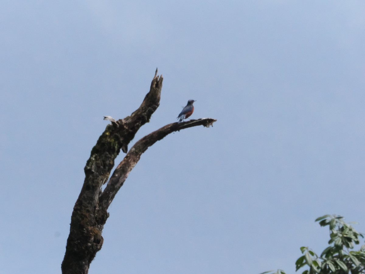 Kastanienbauchrötel - ML645364345