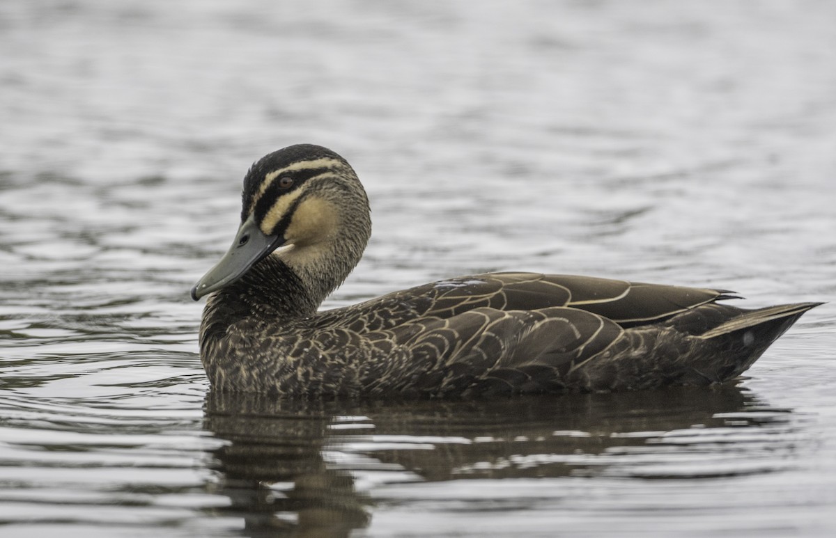 Augenbrauenente - ML645364346