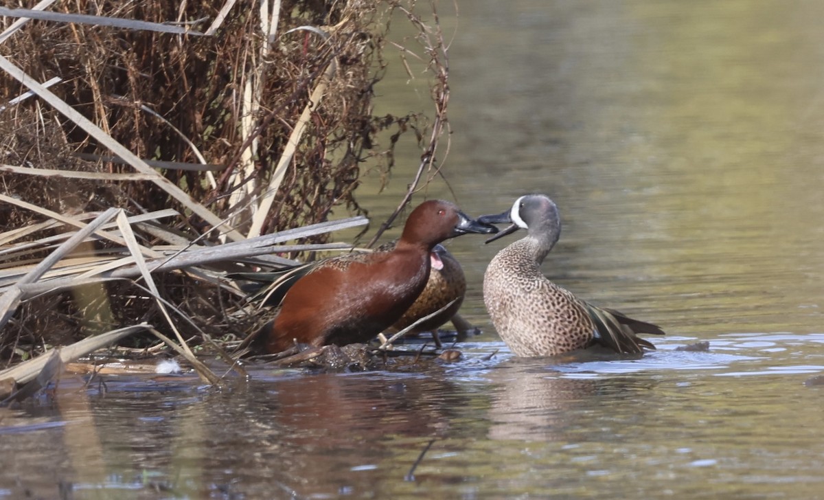 Blauflügelente - ML645364347