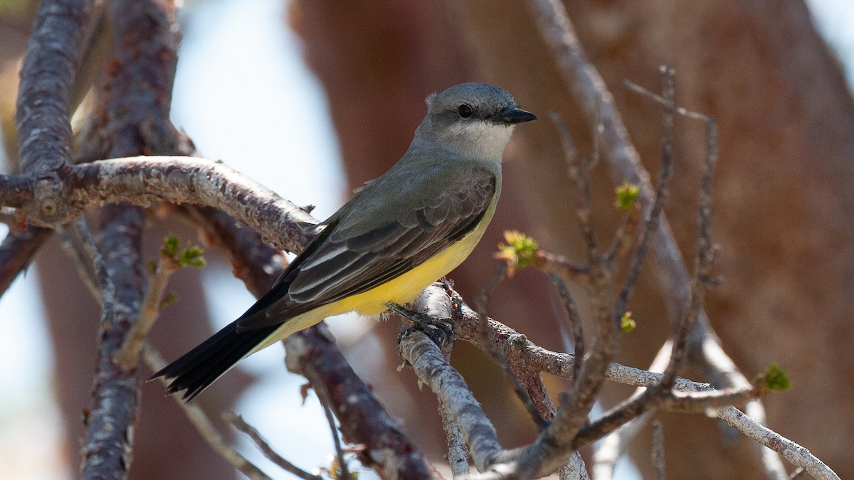 Schmalschnabel-Königstyrann - ML645364348