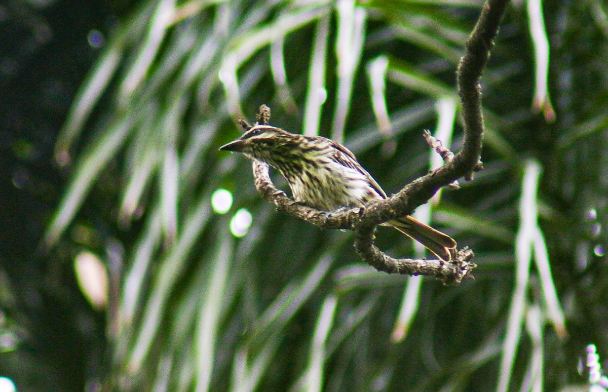 Süd-Fleckenmaskentyrann - ML645364349