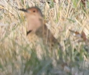 Goldspecht (auratus/luteus) - ML645364350