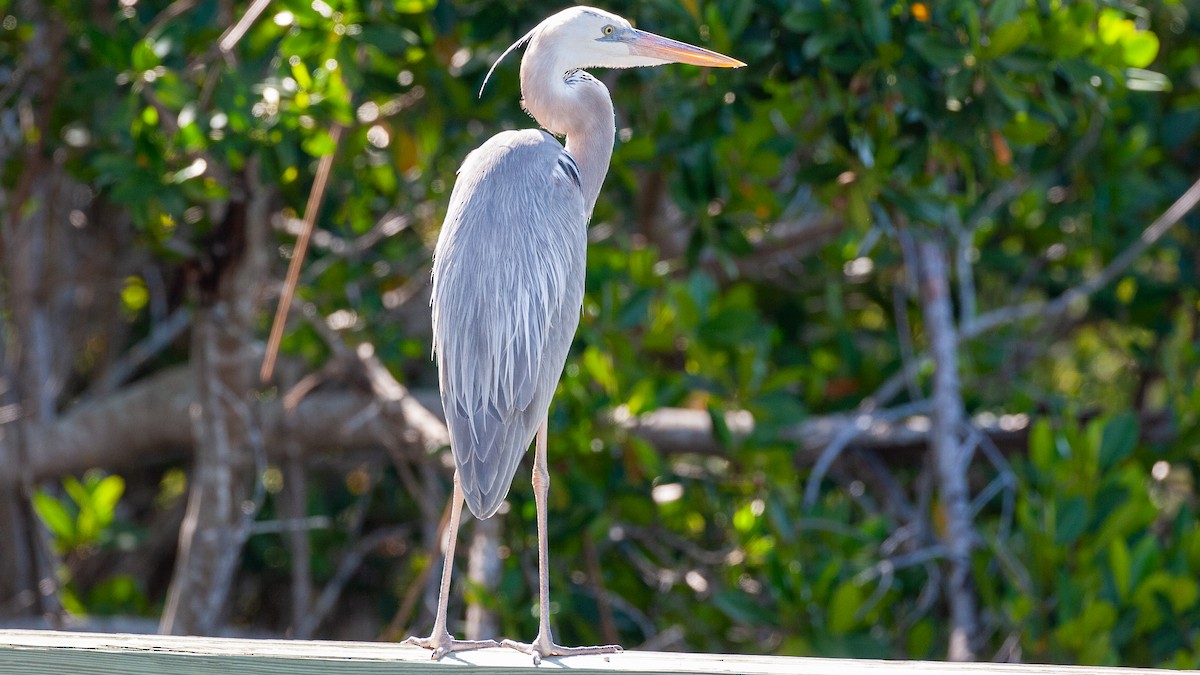 Kanadareiher (wardi x occidentalis) - ML645364351