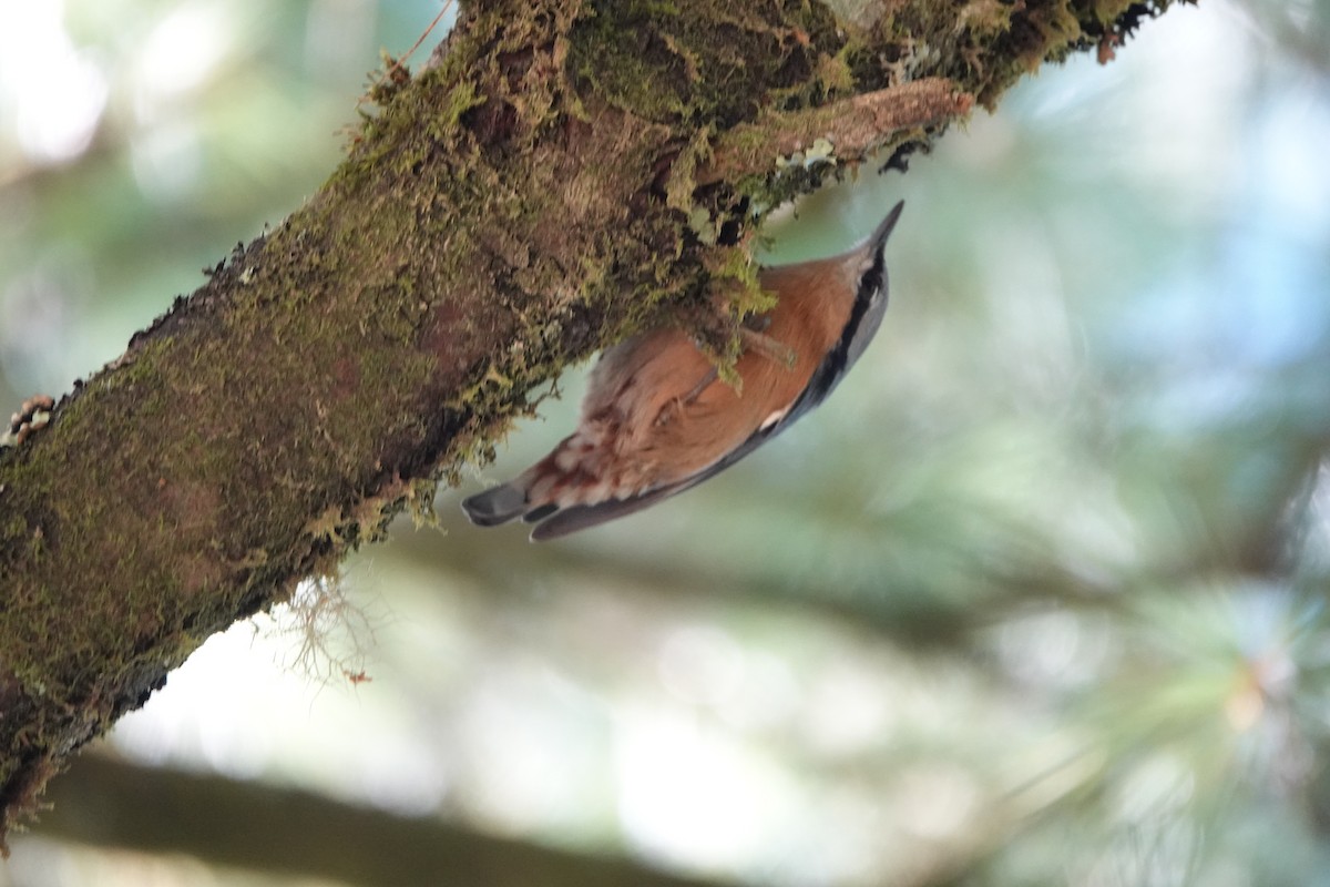 Kleiber - ML645364352