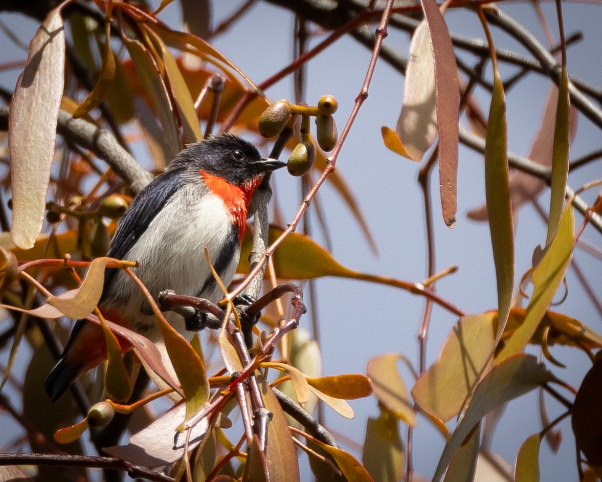 Rotsteiß-Mistelfresser - ML645364353