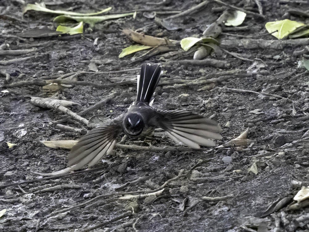 Neuseeland-Fächerschwanz - ML645364354