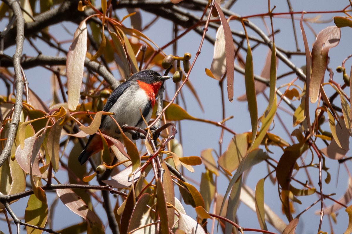 Rotsteiß-Mistelfresser - ML645364355