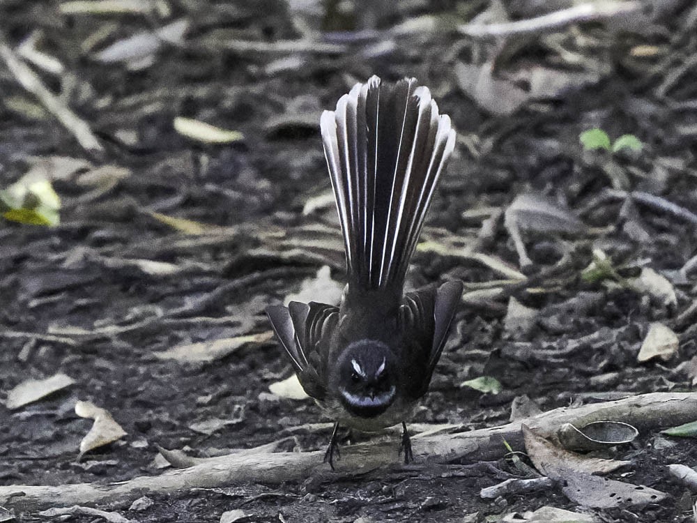 Neuseeland-Fächerschwanz - ML645364356