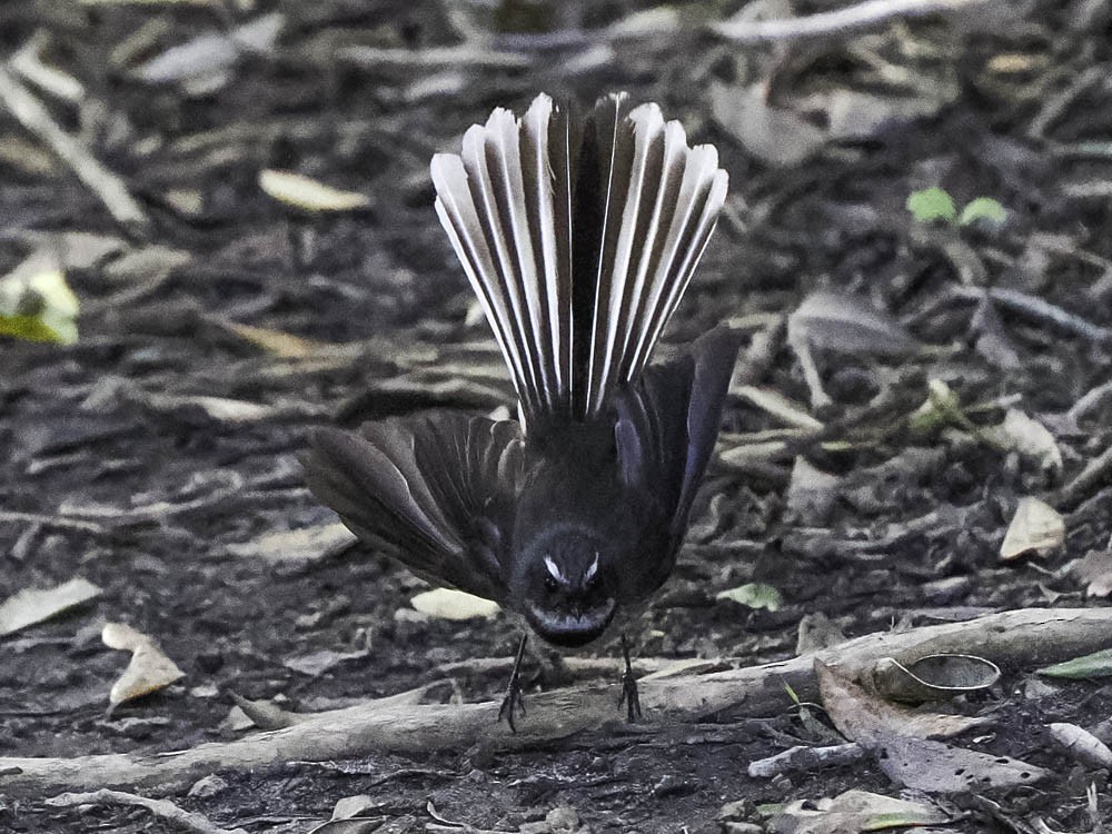 Neuseeland-Fächerschwanz - ML645364357