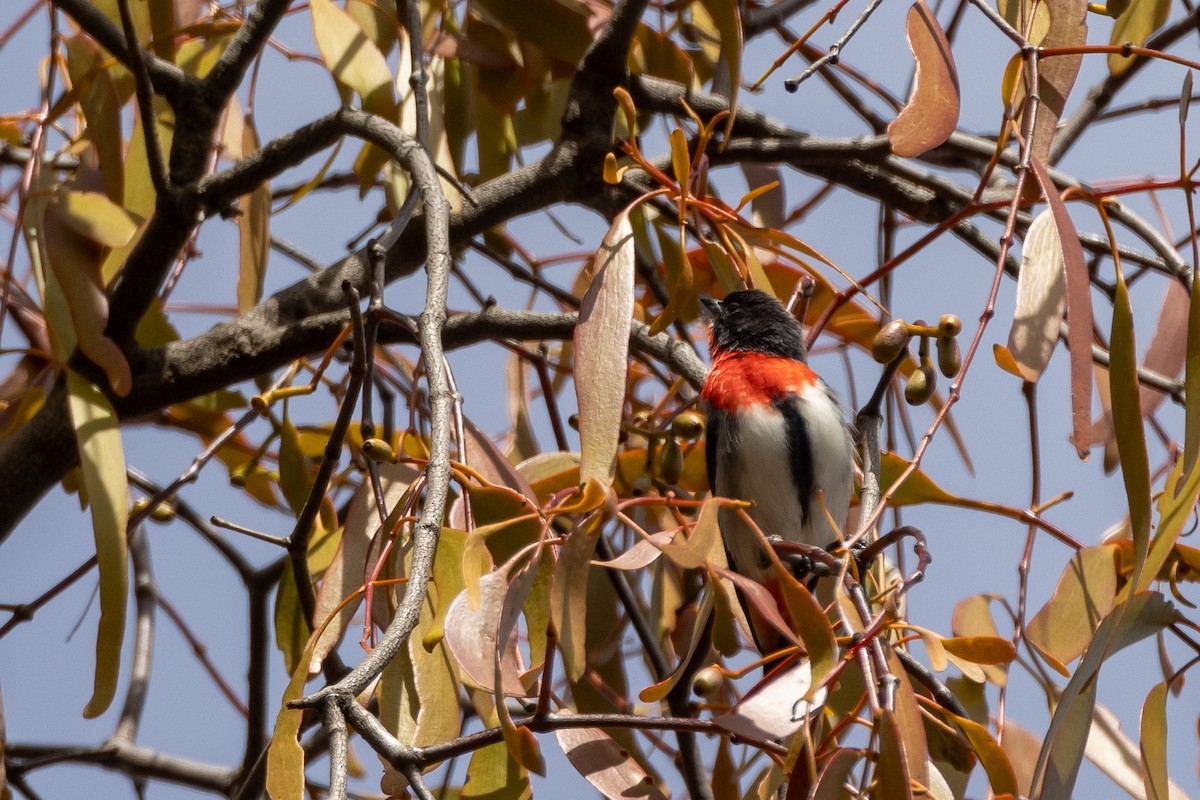 Rotsteiß-Mistelfresser - ML645364358