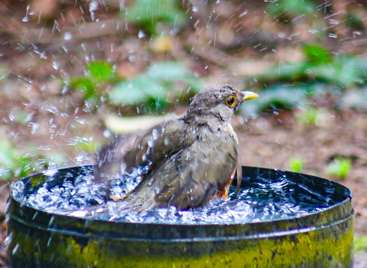 Rotbauchdrossel - ML645364360