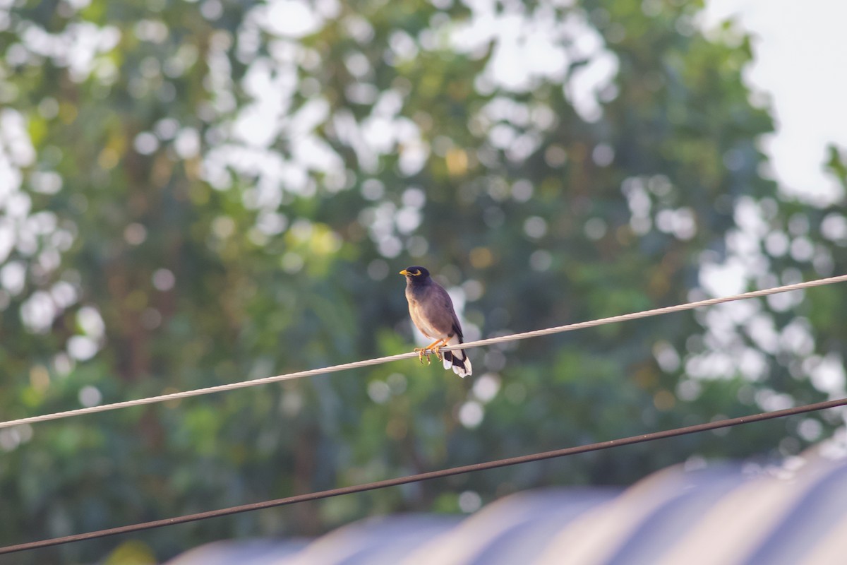 Hirtenmaina - ML645364361