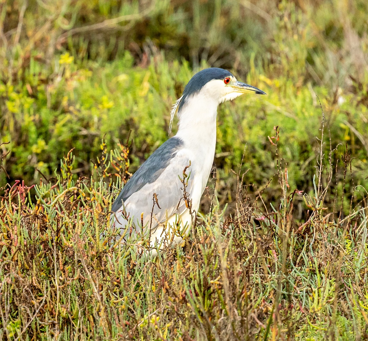 Nachtreiher - ML645364362