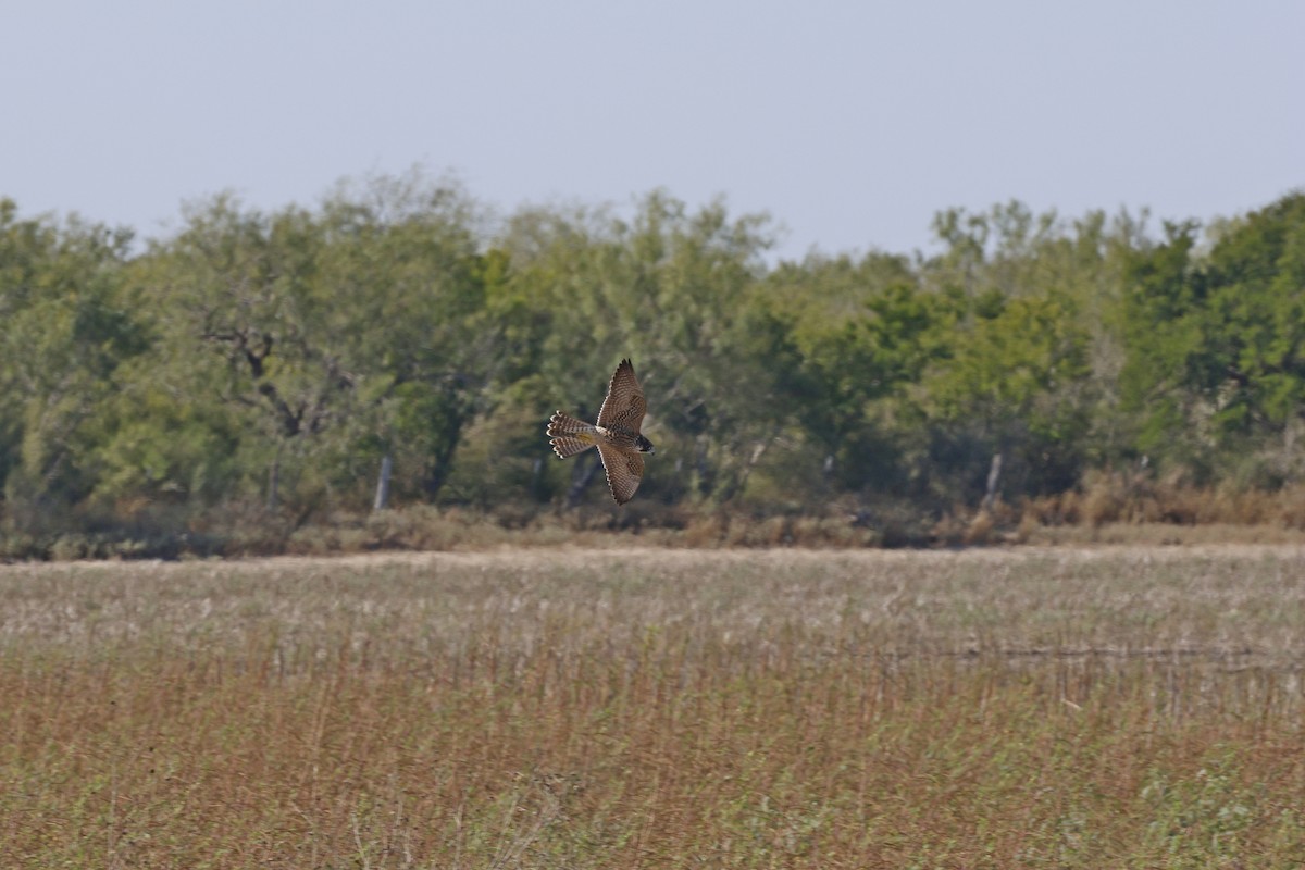 Wanderfalke - ML645364365