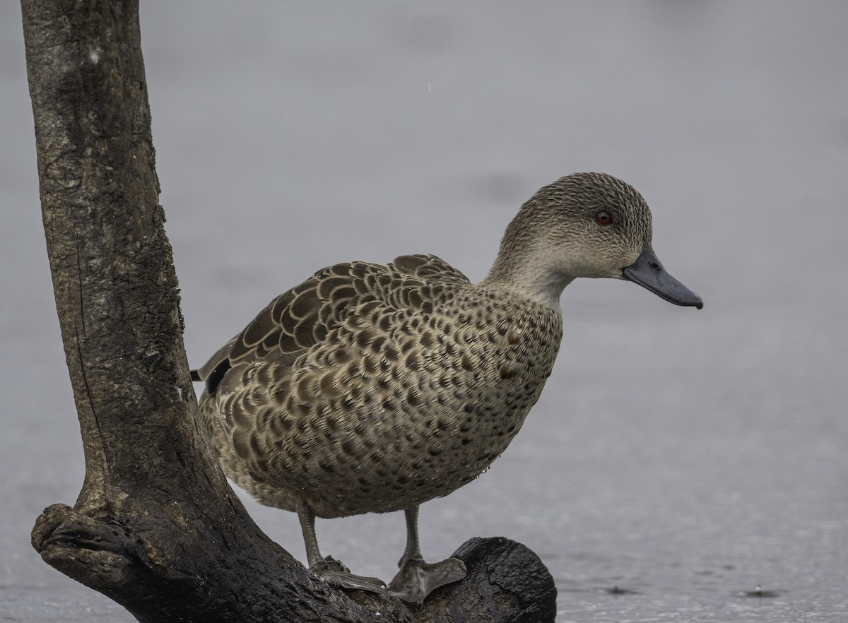 Australente - ML645364366