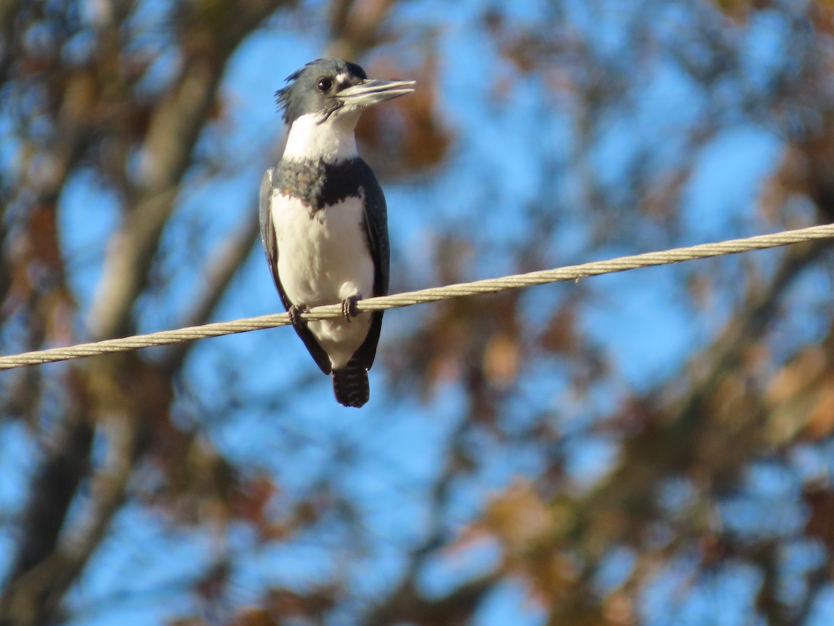 Gürtelfischer - ML645364367