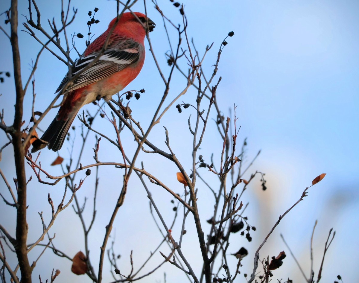 Pine Grosbeak - ML645364374