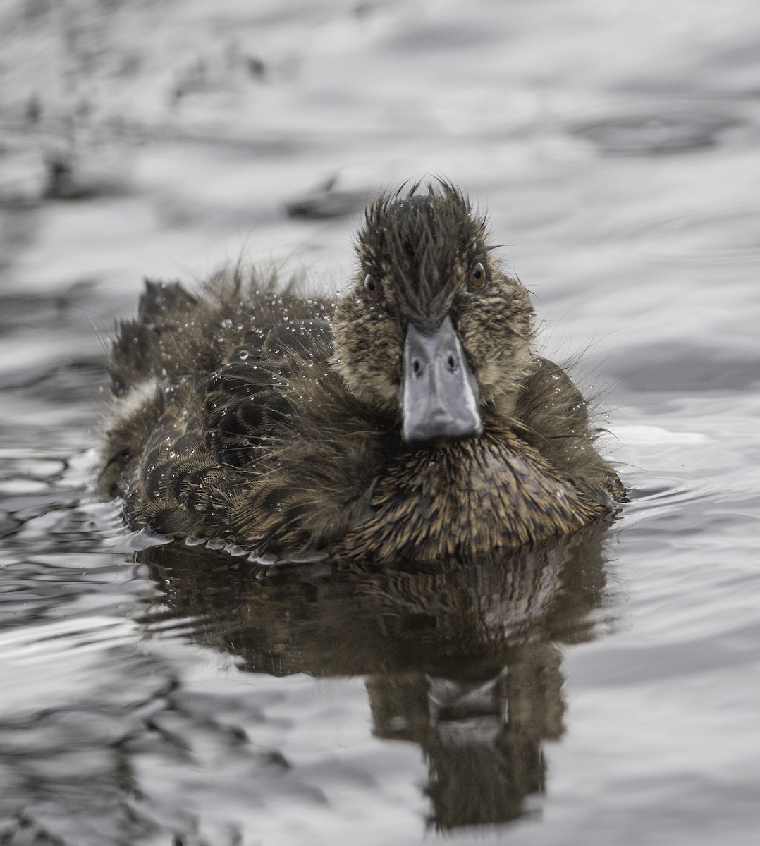 Chestnut Teal - ML645364380