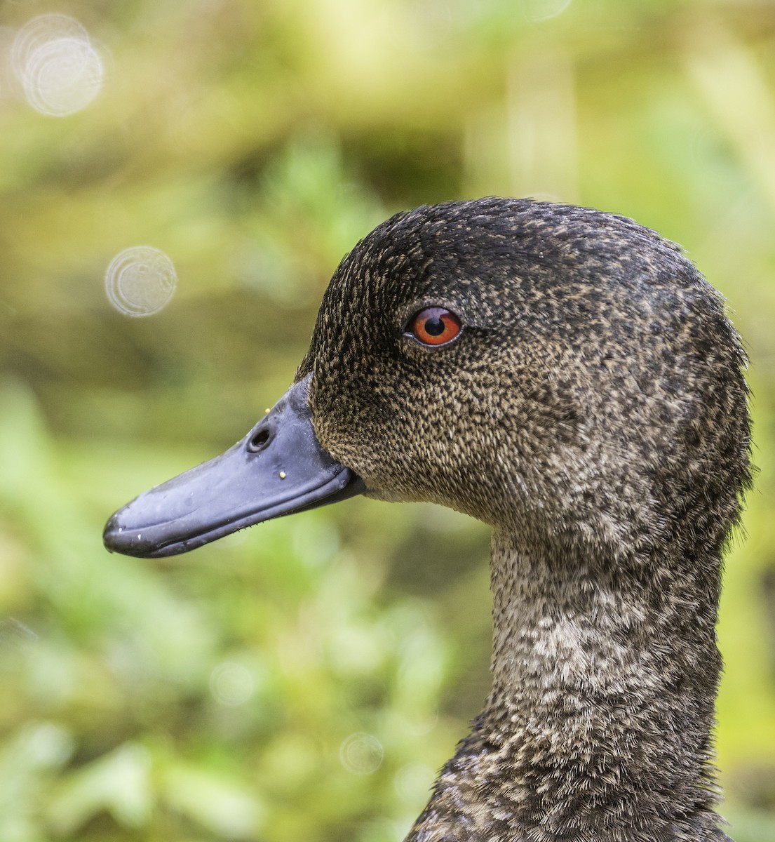 Chestnut Teal - ML645364382