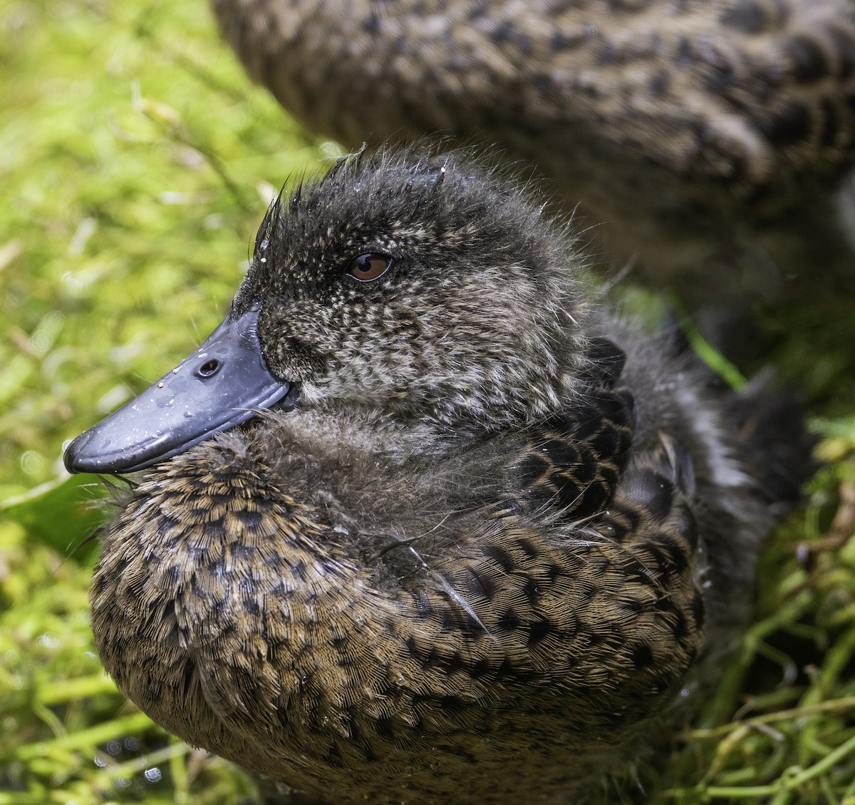 Chestnut Teal - ML645364383
