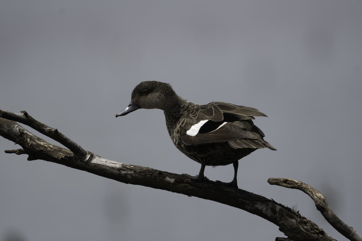 Chestnut Teal - ML645364384