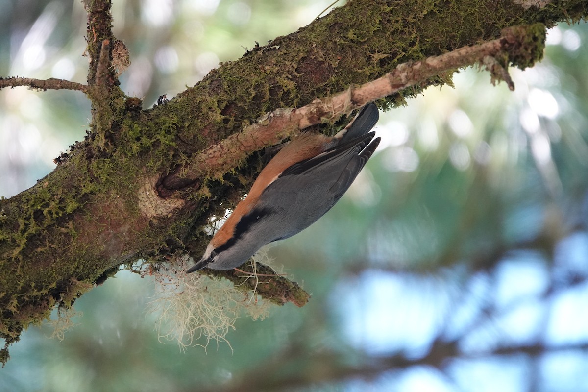 Повзик звичайний - ML645364392