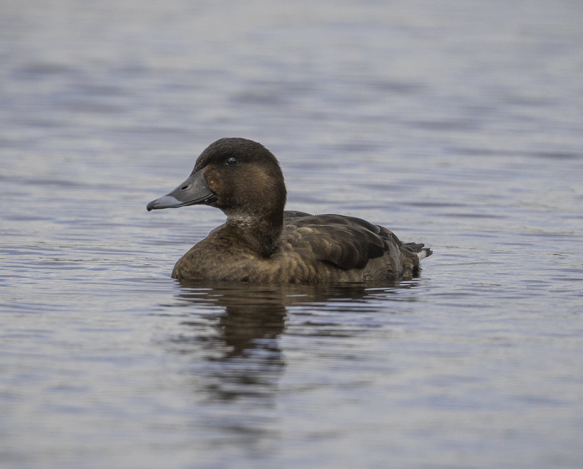 Hardhead - ML645364402