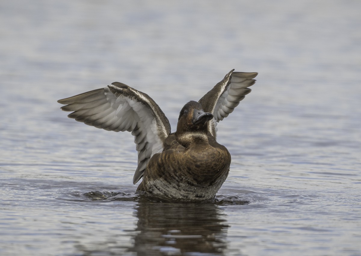 Hardhead - ML645364403