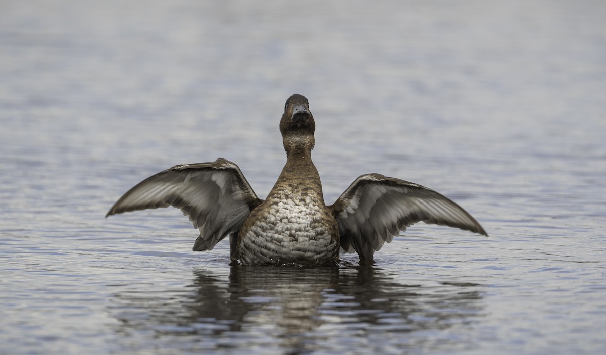 Hardhead - ML645364404