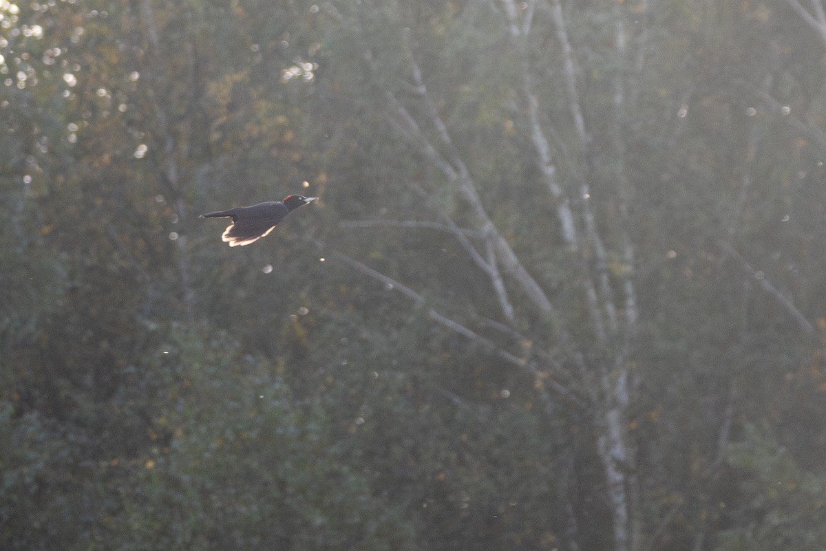 クマゲラ - ML645364405