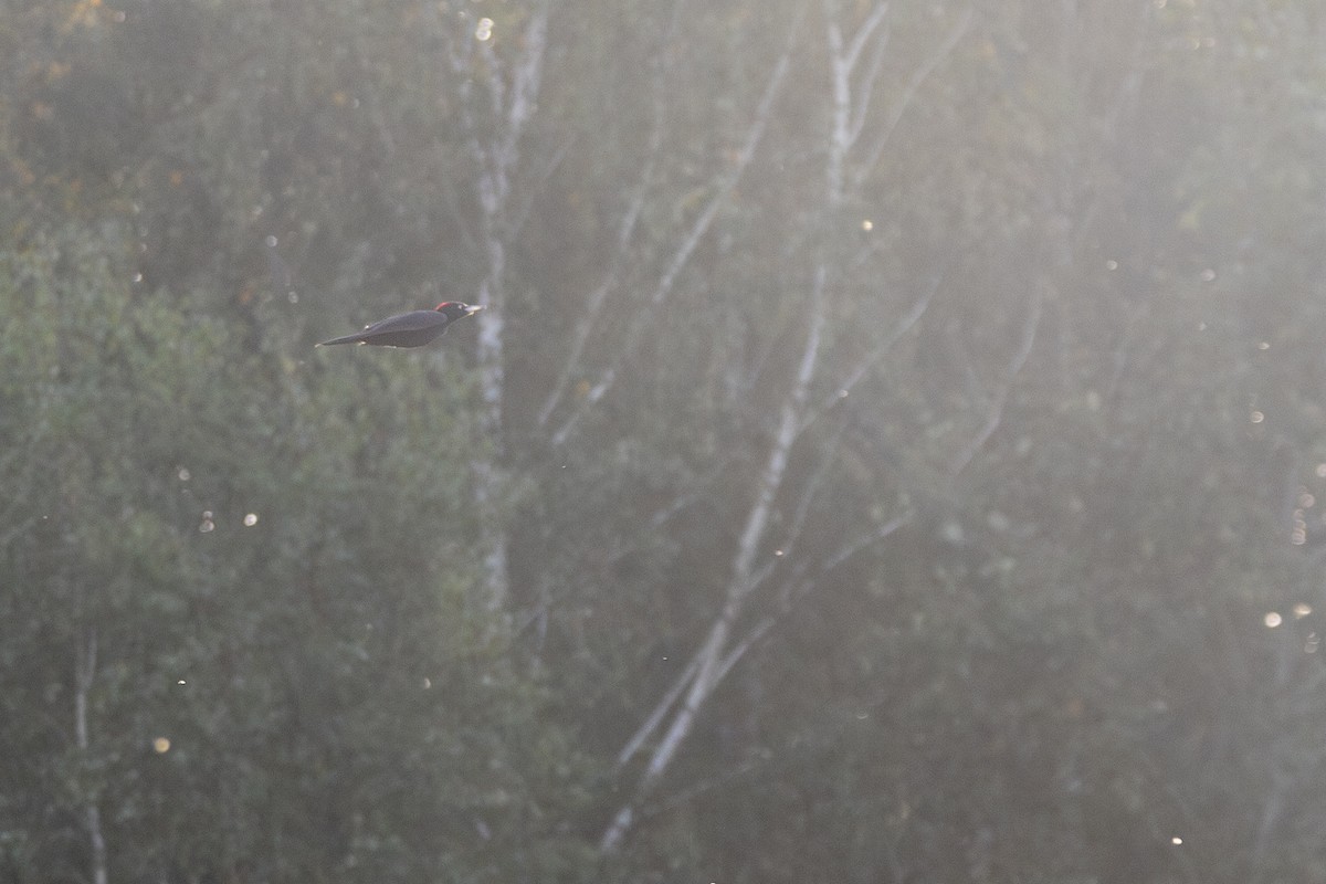 クマゲラ - ML645364407