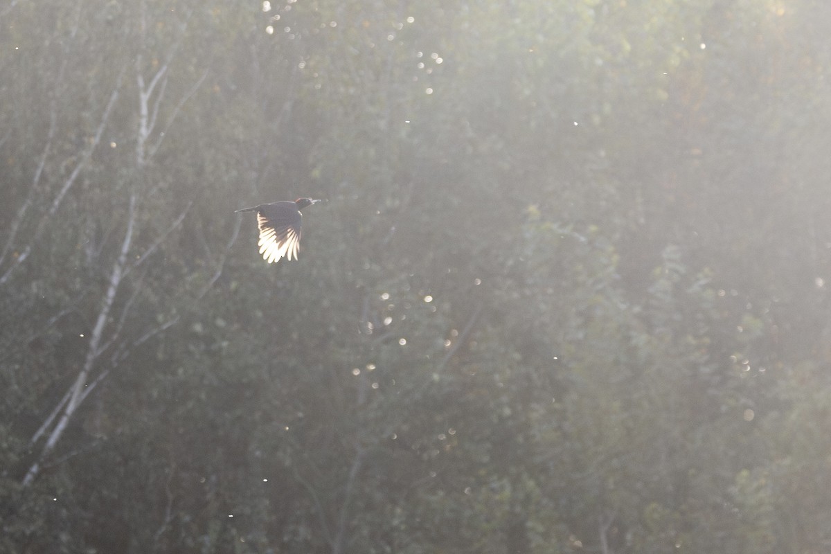 クマゲラ - ML645364408