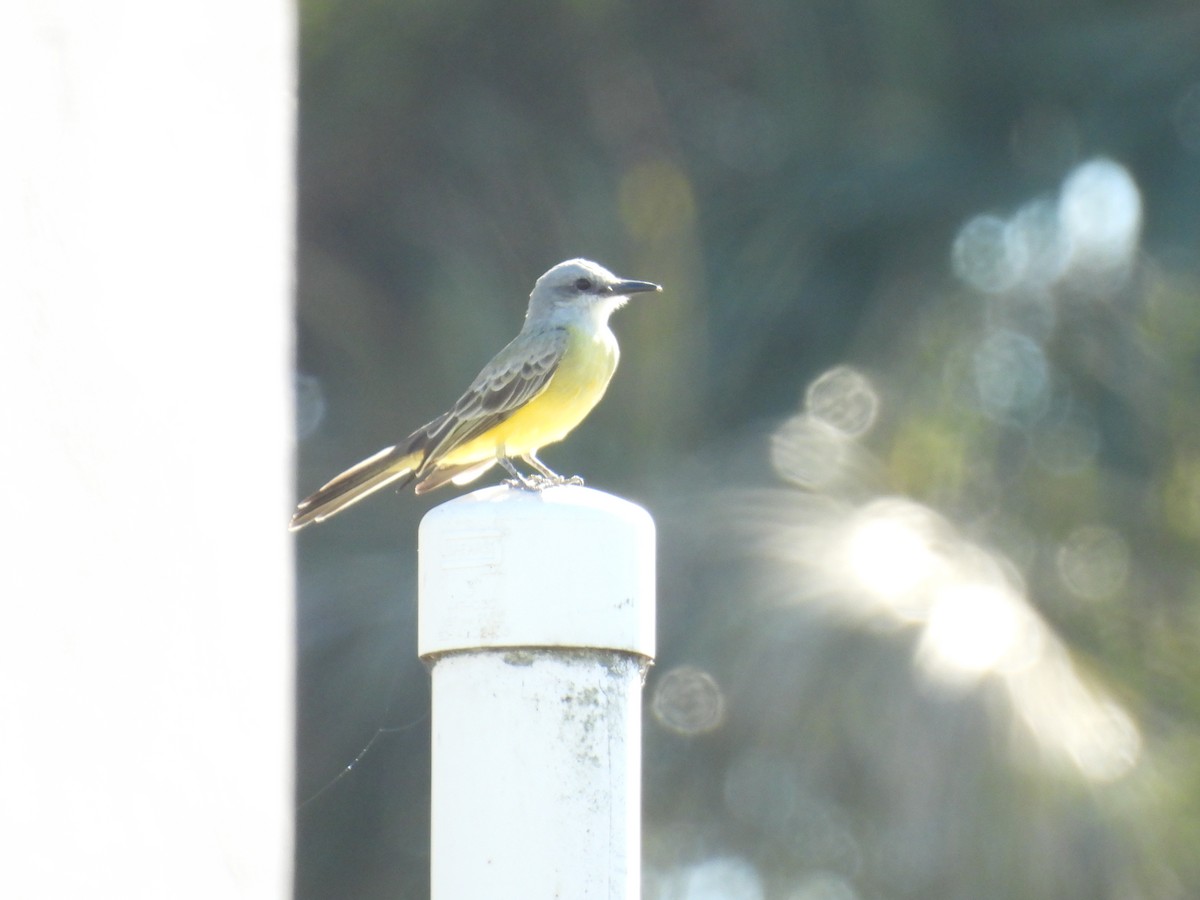 Tropical Kingbird - ML645364420