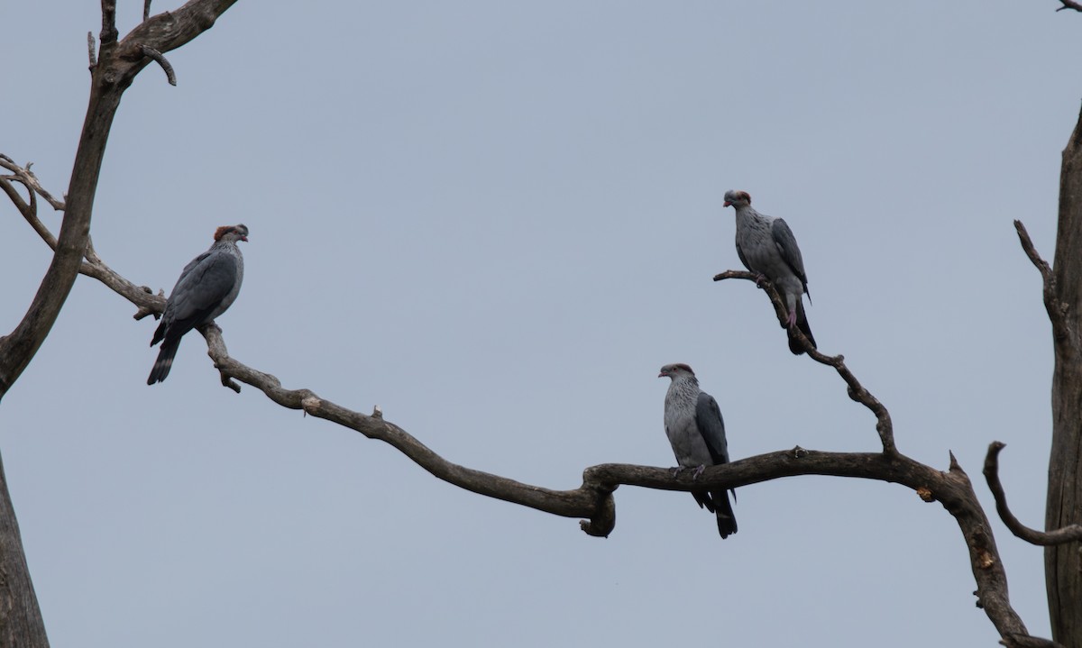 Topknot Pigeon - ML645364426