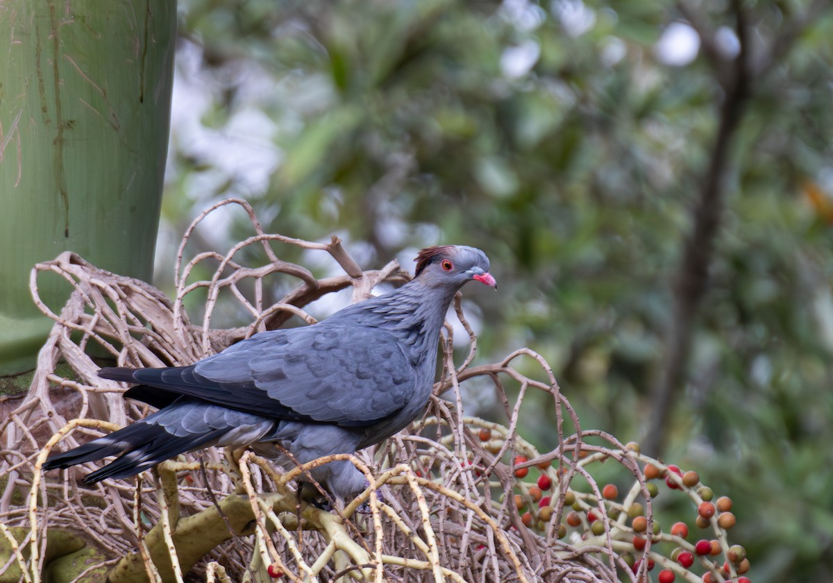 Topknot Pigeon - ML645364427