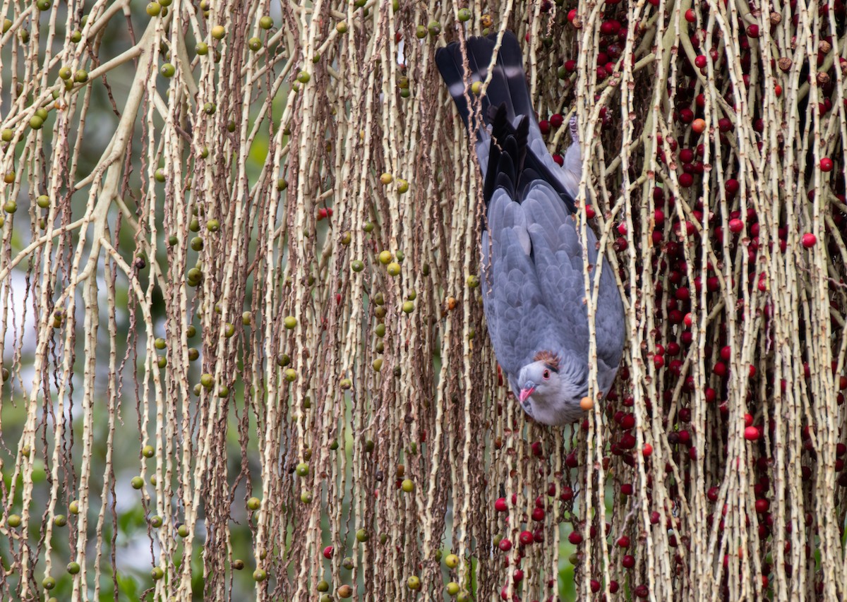 Topknot Pigeon - ML645364428