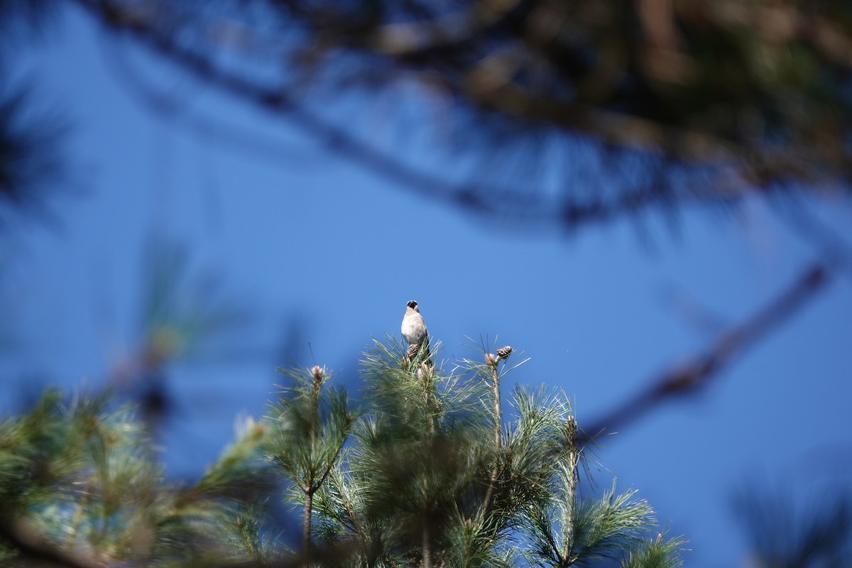 Taiwan Bullfinch - ML645364429