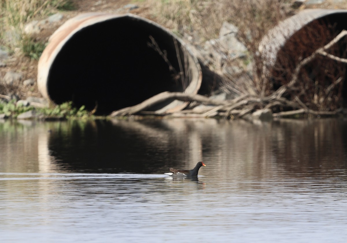 slípka americká - ML645364430