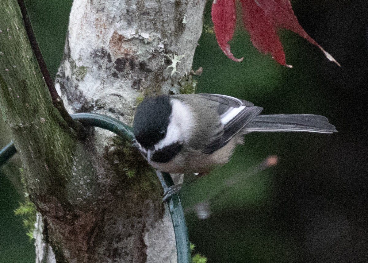 Black-capped Chickadee - ML645364431