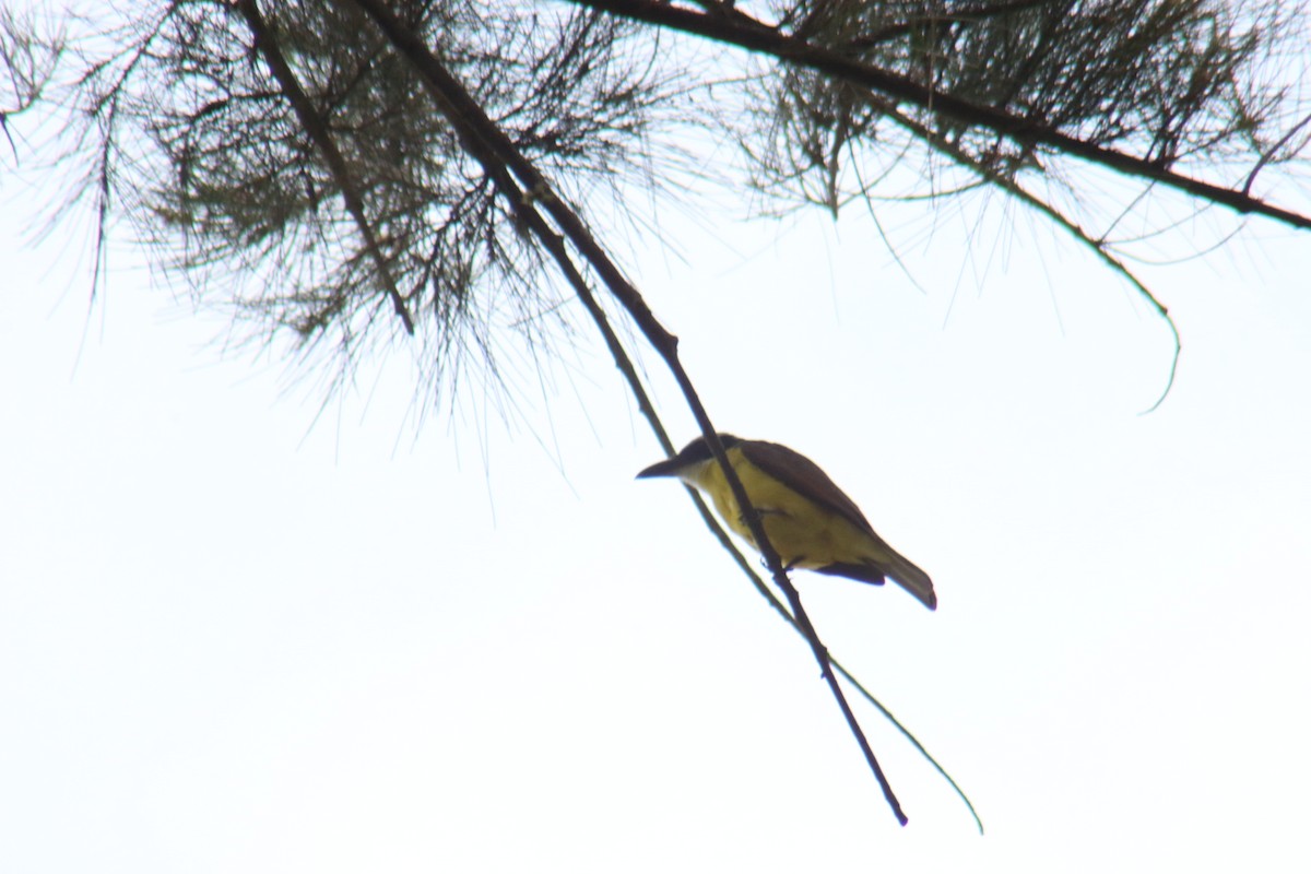 Boat-billed Flycatcher - ML645364444