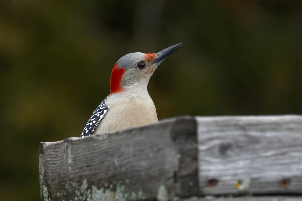 lundspett - ML645364452